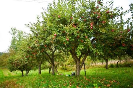 Edible Landscape Plants: Fruits Image
